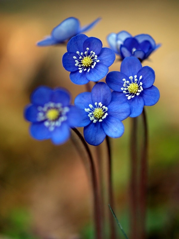 These Small Flowers Are Insanely Beautiful (50 PHOTOS)